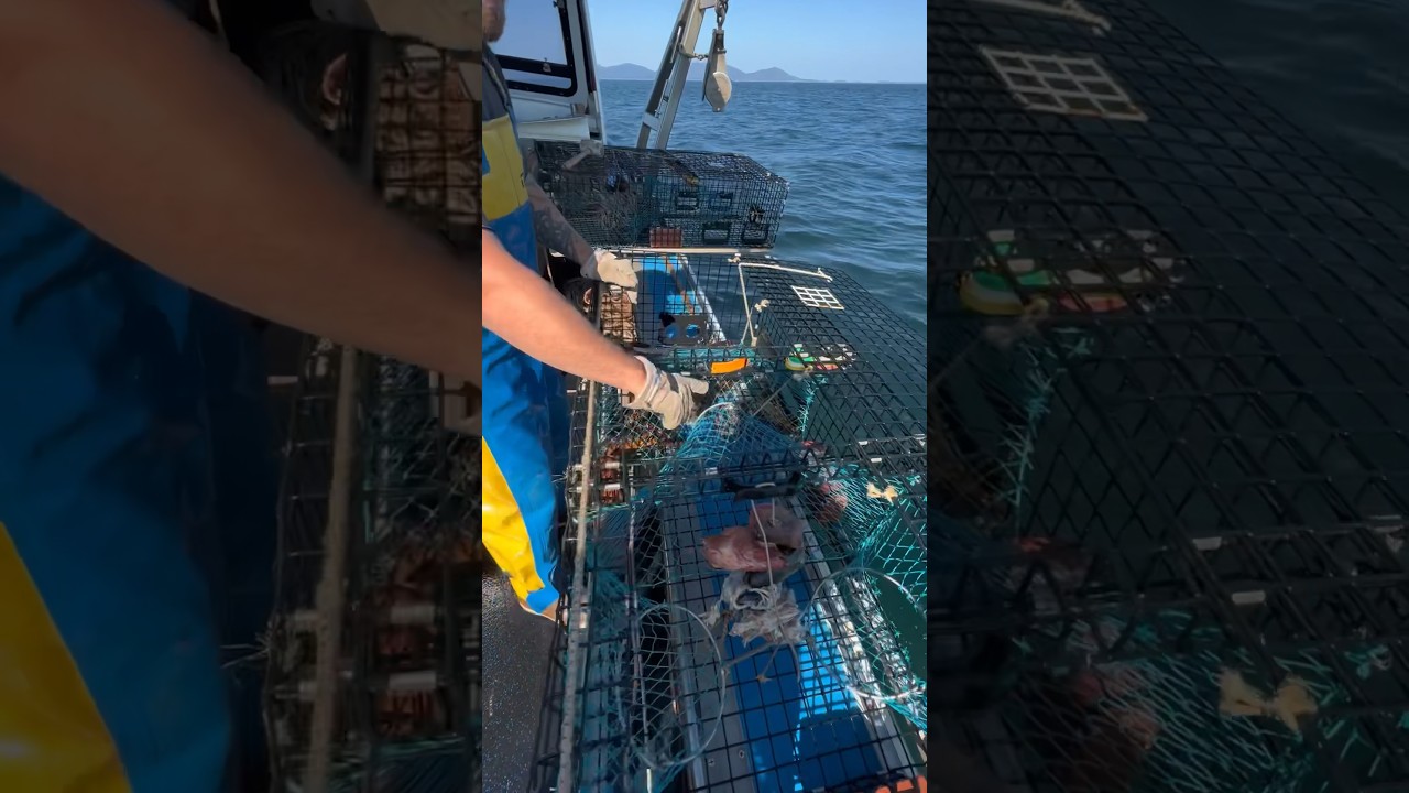 Как работает ловушка для лобстеров🦞🦞