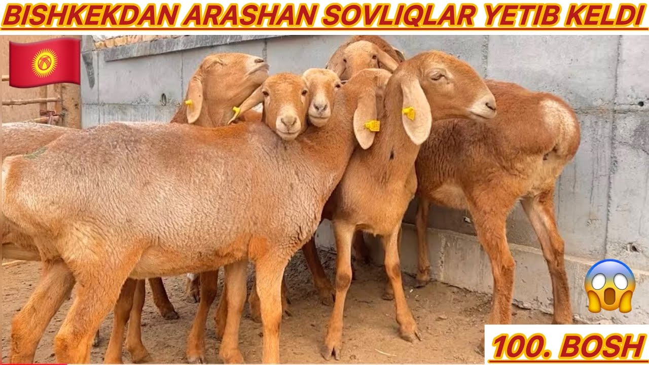 🇰🇬BISHKEKDAN XOJI AKAMGA ARASHAN BOGOZ SOVLIQLAR YETIB KELDI SHOSHILING 🇰🇬🇰🇬