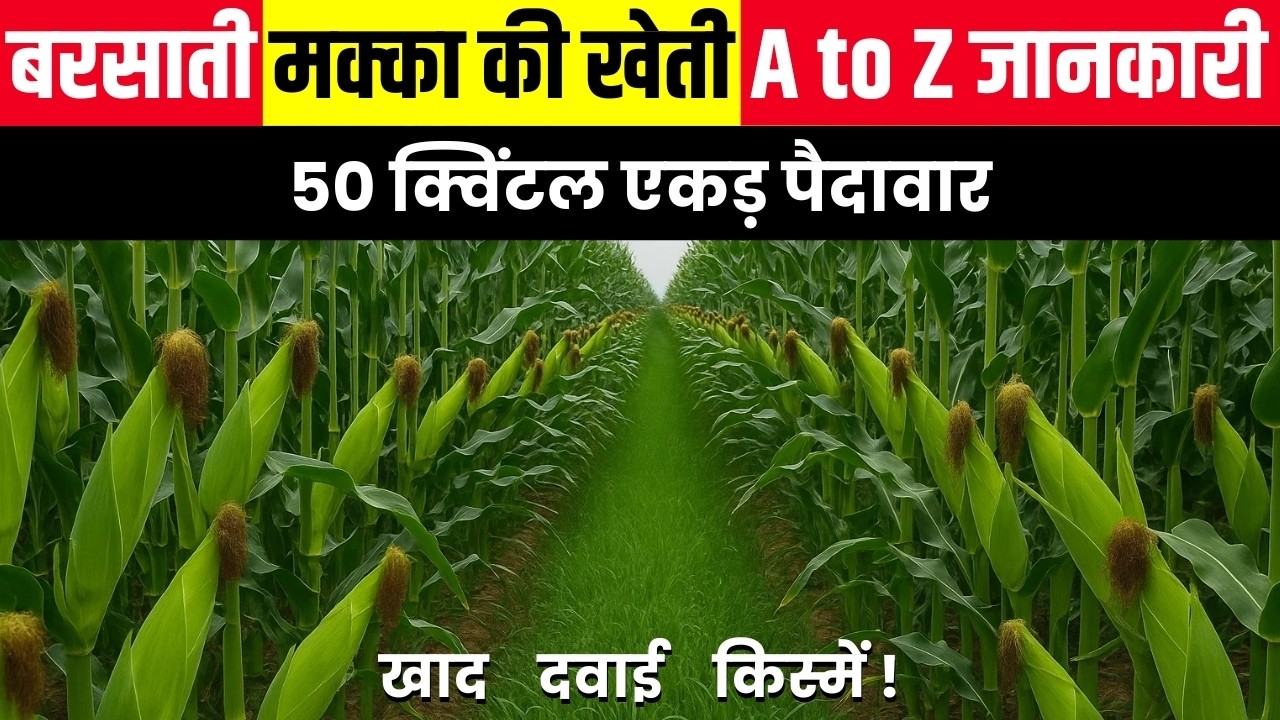 मक्का की खेती 2025:  ये 7 गलती बिल्कुल मत करना अगर 50 क्विंटल पैदावार चाहिए? | A to Z पूरी गाइड