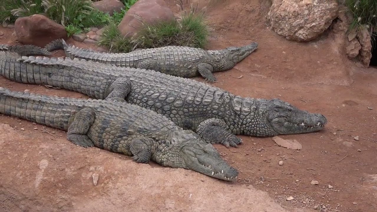 Agadir i Crocopark