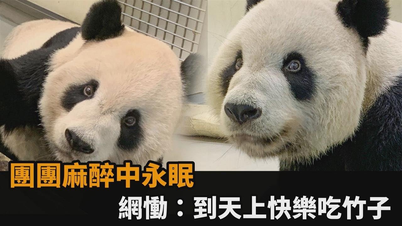 再見團團！動物園明星聲勢14年不墜　曾創一年吸360萬人入園看牠－民視新聞