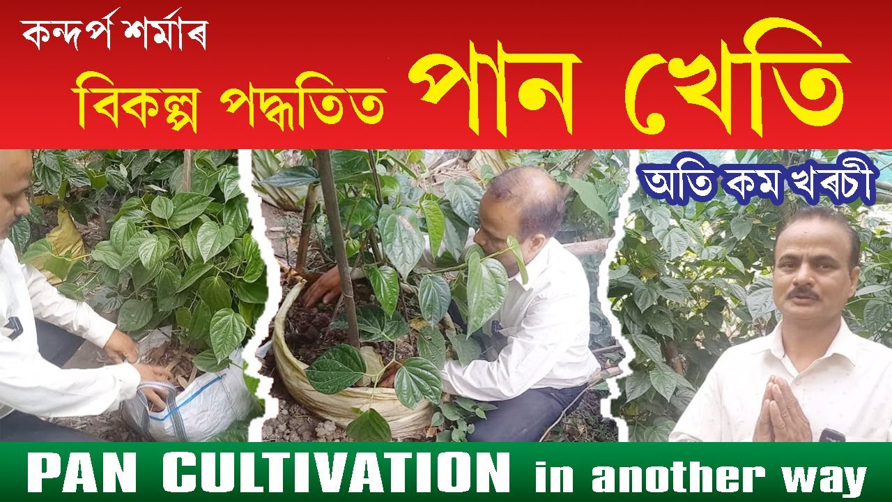 বিকল্প পদ্ধতিত পান খেতি Pan Cultivation In Another Way