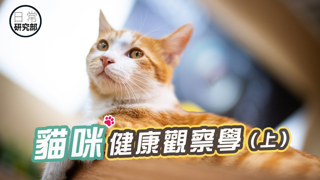 主人必學的貓咪健康守護指南！