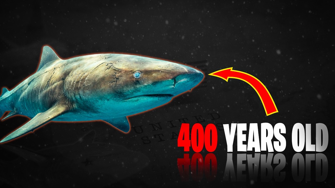 This Shark Has Been Alive Since Before America Existed