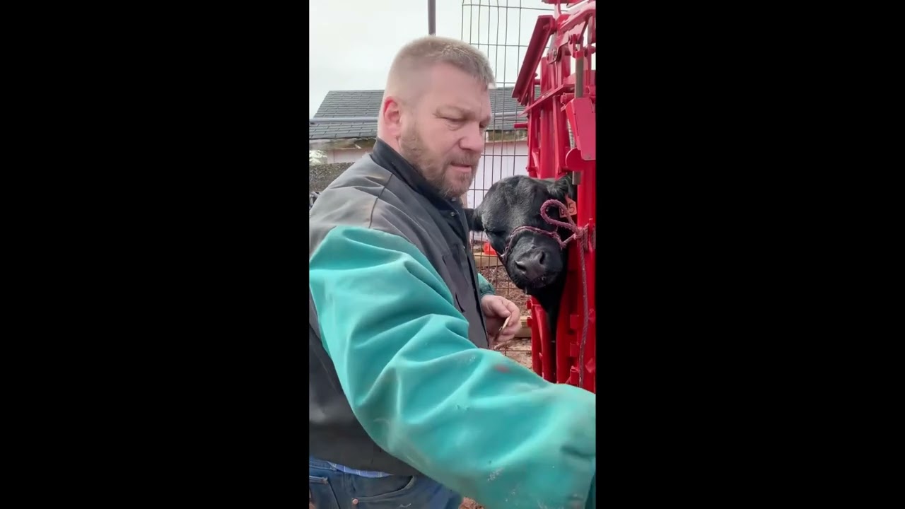 Installing a Nose Ring for Cattle