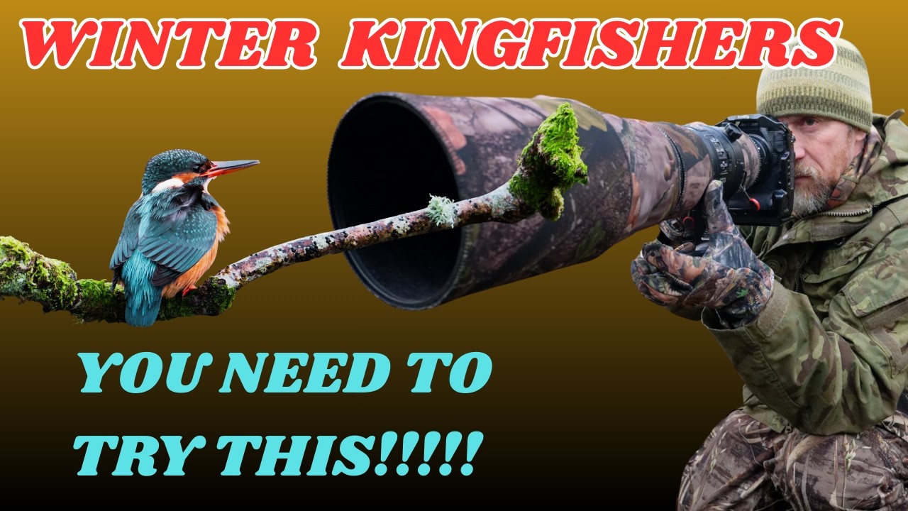 FINDING WINTER KINGFISHERS - SO CLOSE TO HOME - PGYTECH ONEPRO ST