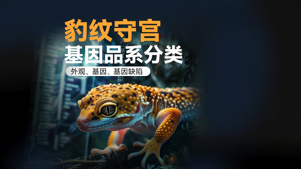 一個影片看懂：豹紋守宮家族的基因品系Leopard Gecko Morphs