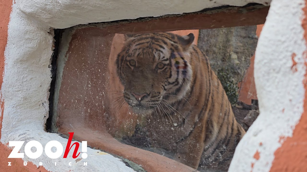Die erste Grosskatze f&uuml;r Panthera ist da!