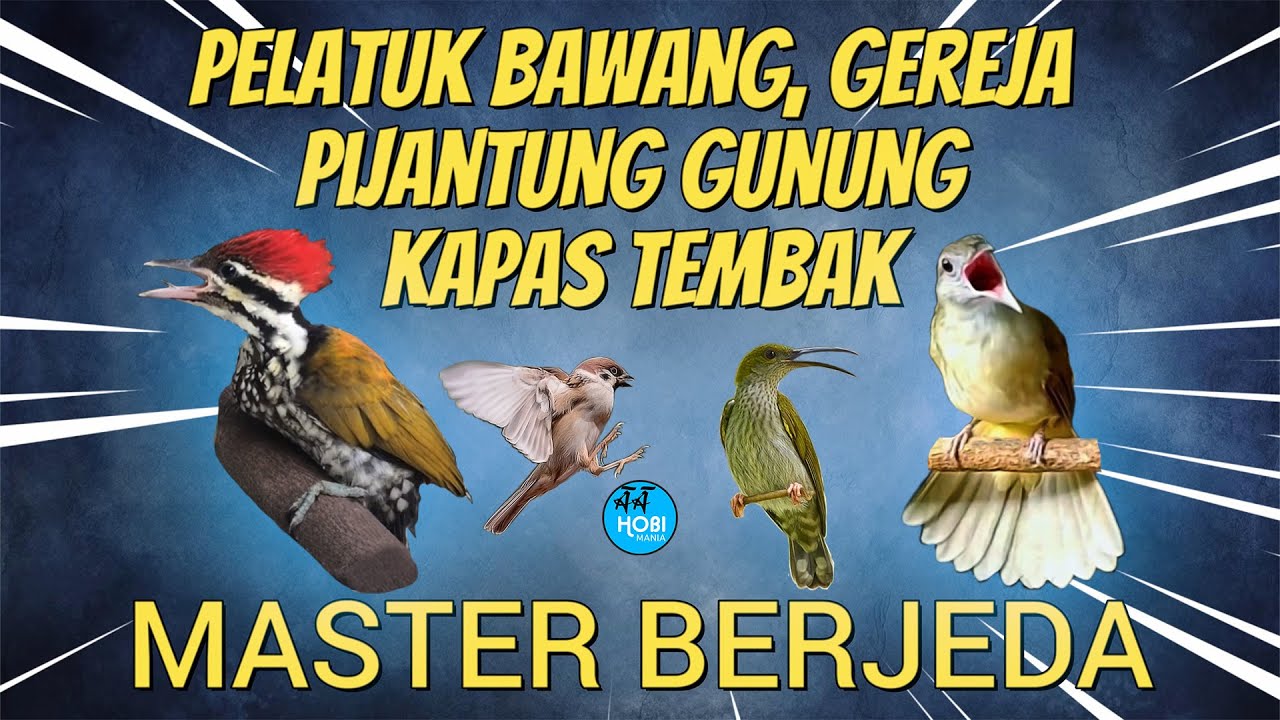 Masteran Berjeda | Pelatuk Bawang, Gereja, Pijantung Gunung, Kapas tembak
