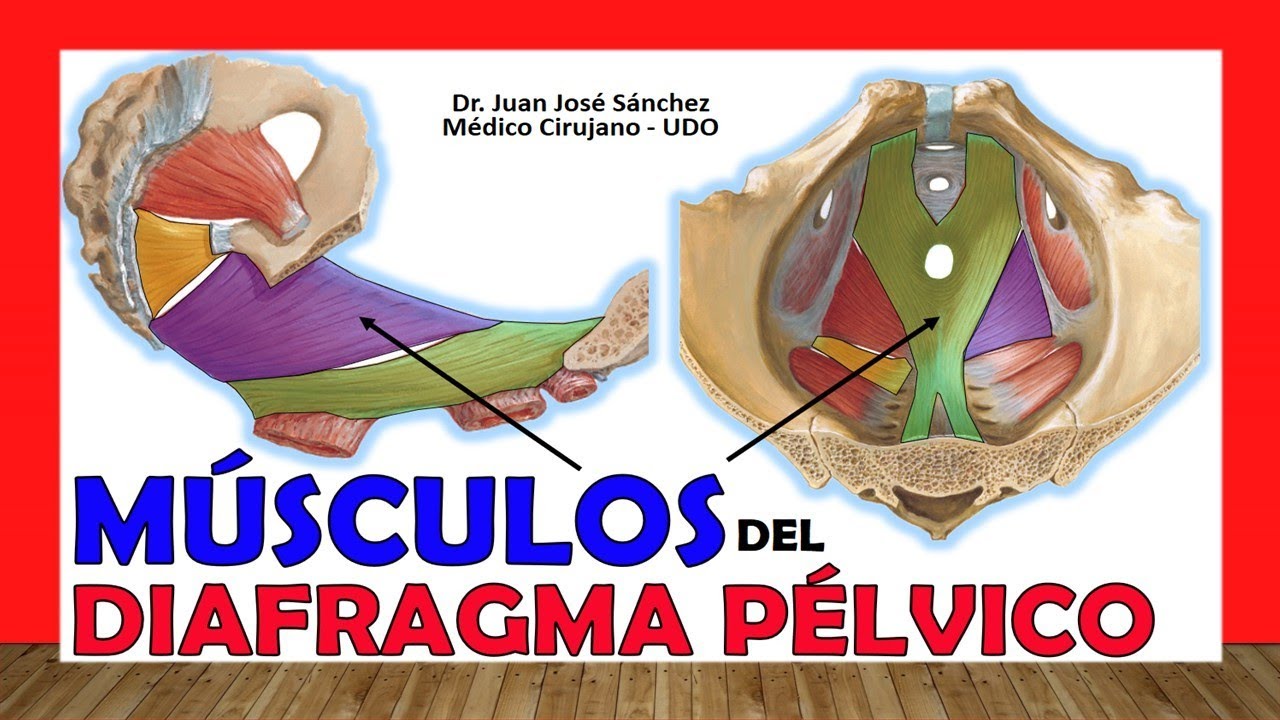 🥇 DIAFRAGMA PÉLVICO. PISO PÉLVICO. -Músculos-