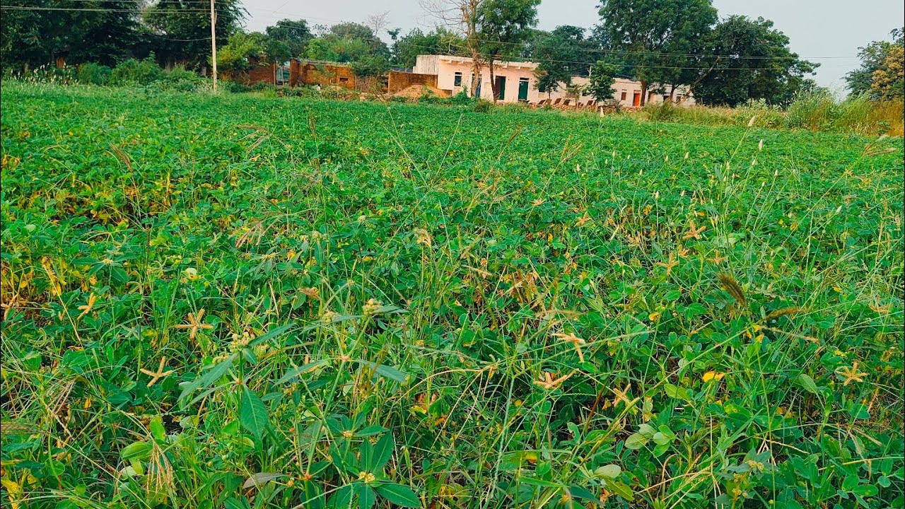 Village_MP07  लाइव है!