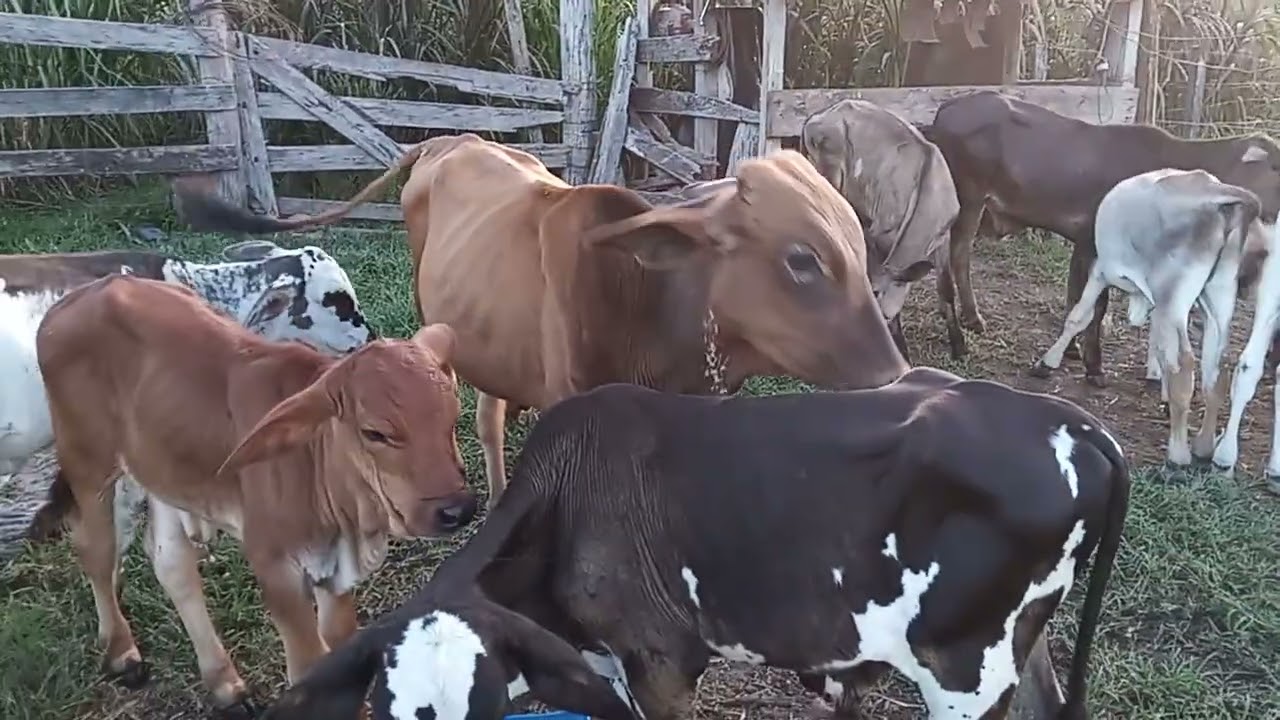 Meu motivo de gravar vídeos no yotube.