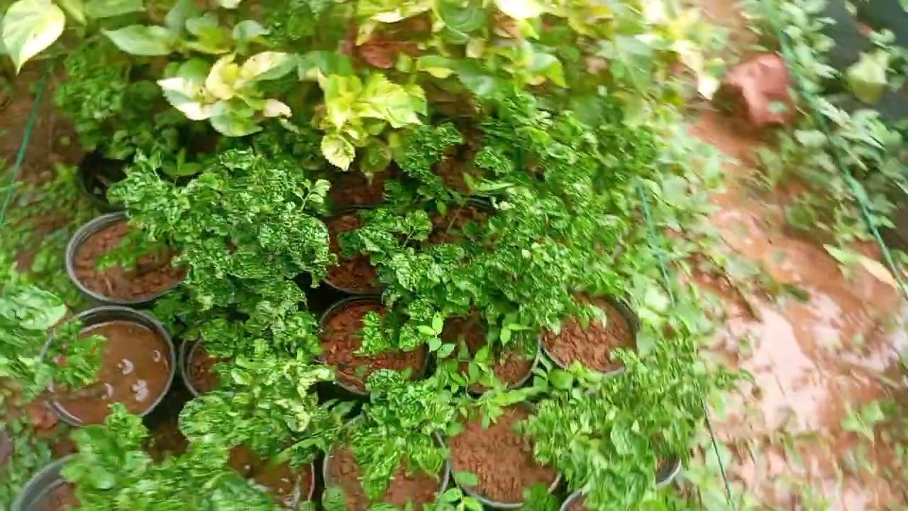 MY NURSERY IS GETTING READY@PLANT VAULT. PAI