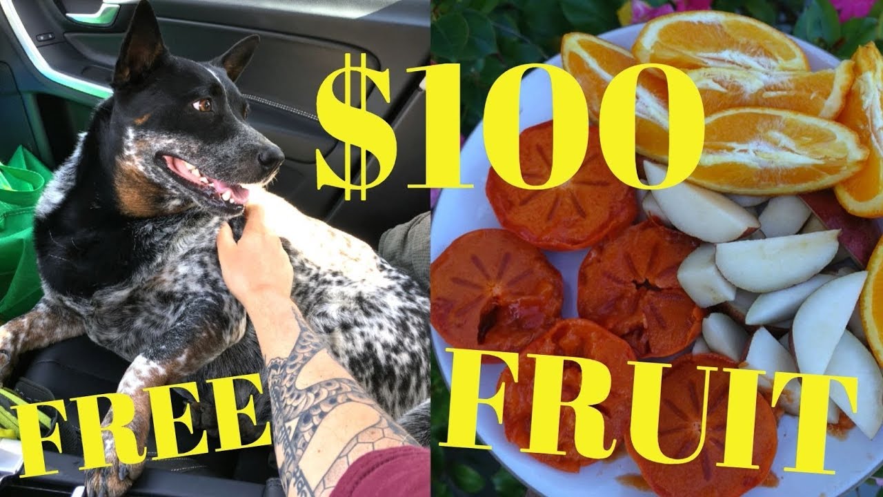 How I Got $100 Of Organic Produce FREE At Los Angeles Farmers Market