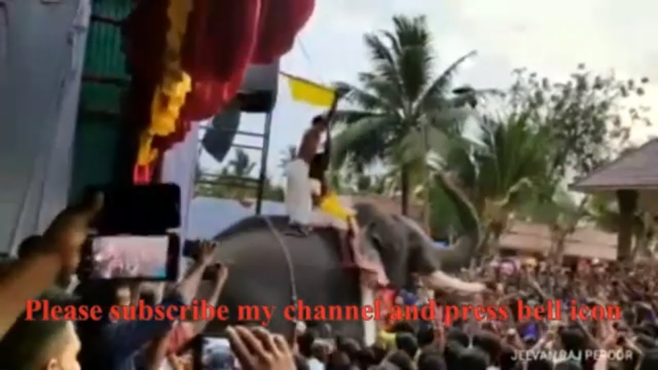 thrikkadavoor sivaraju mass entry||തൃക്കടവൂര്‍ ശിവരാജു നിലവിന്റെ തമ്പുരാന്‍|| kerala elephants