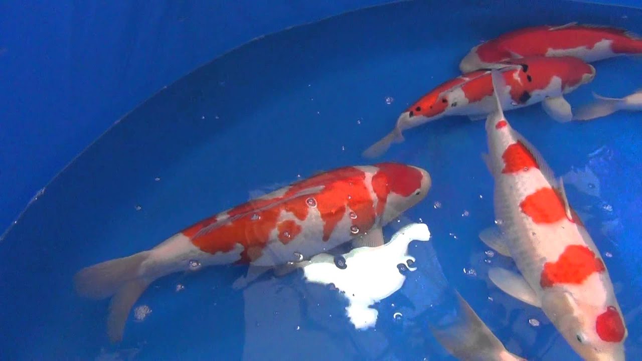 KoiQuestion @ Momotaro   Video of the auction fish 7 02 12