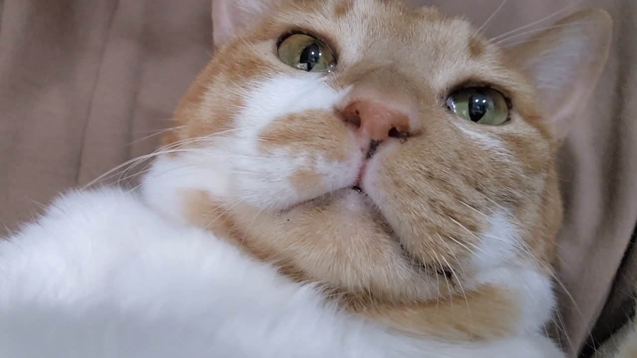 집사 앞에서는 마냥 애기같은 기쁨이는 집사 다리 사이에 누워있는걸 좋아해요!