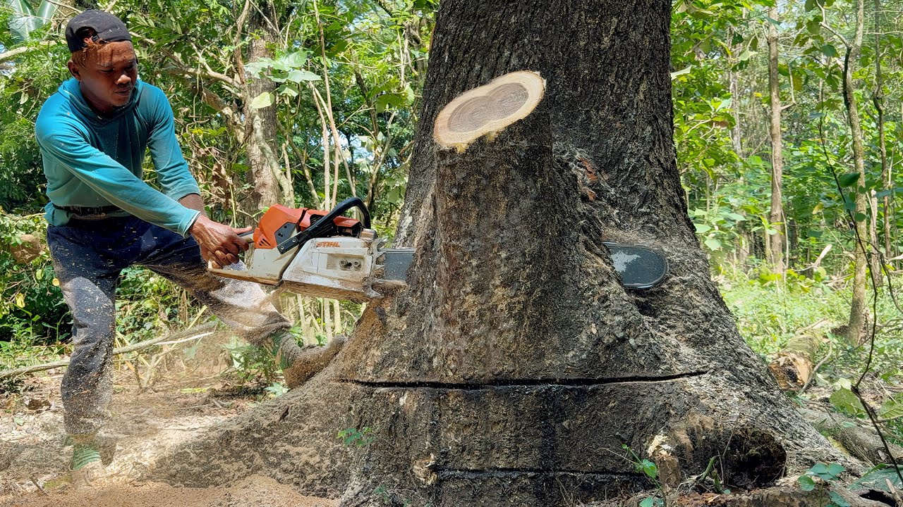 Tireless & honey bonus... Cutting down 3 trees is full of challenges‼️