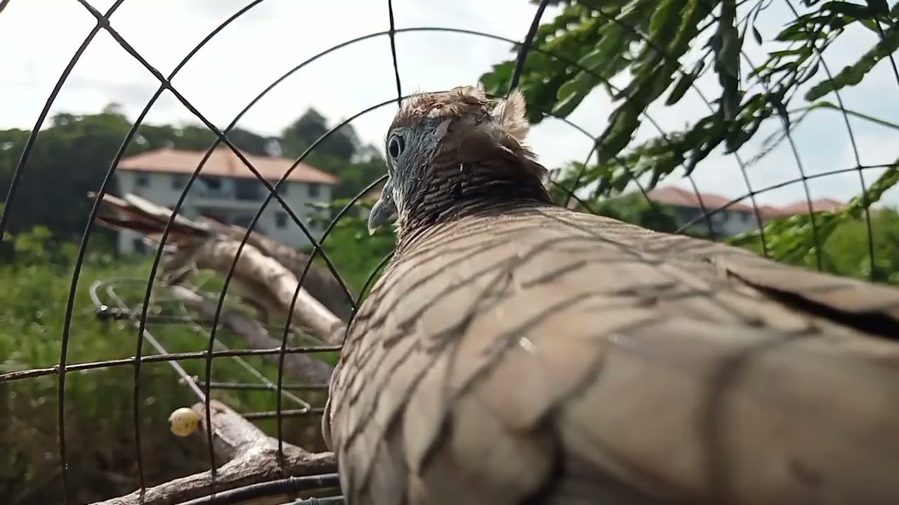 merbuk kampung - musim agin dah mula risau takut kantau jatuh lebat dah mula nak meluruh tukar bulu
