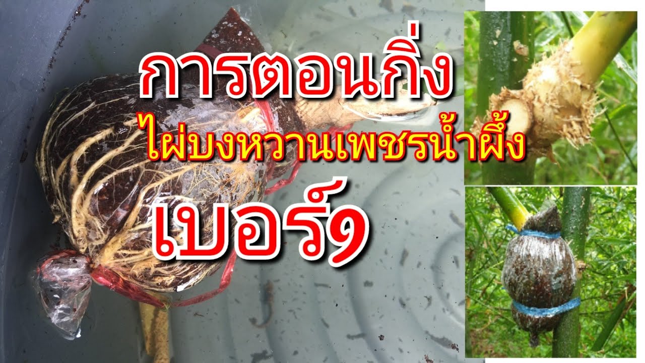 การตอนกิ่ง #ไผ่บงหวานเพชรน้ำผึ้ง #เบอร์9