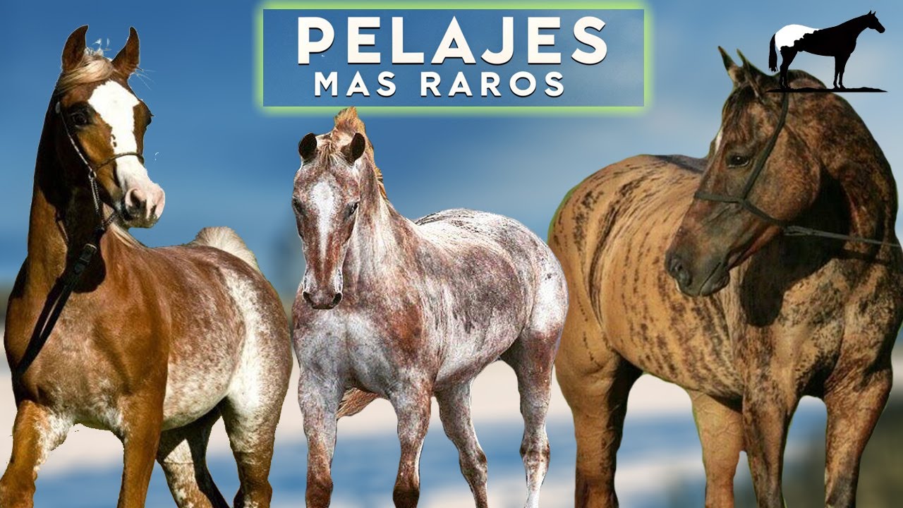 Pelajes De Caballos más Raros del Mundo 