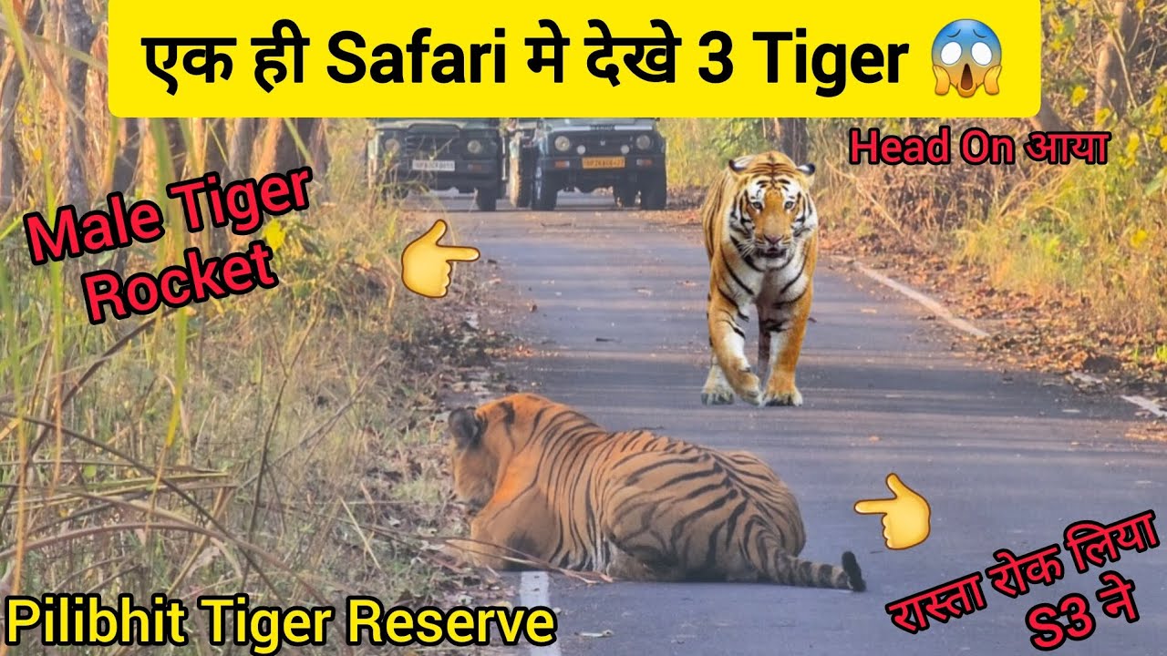 Pilibhit Tiger Reserve मे Bumper Tiger Sighting 😱 #tiger