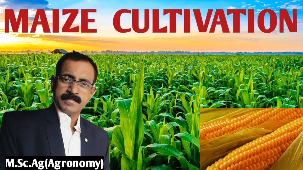 MAIZE CULTIVATION