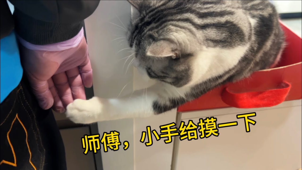 得寸進尺！社牛貓對保潔師傅又蹭又摸，動手動腳？
