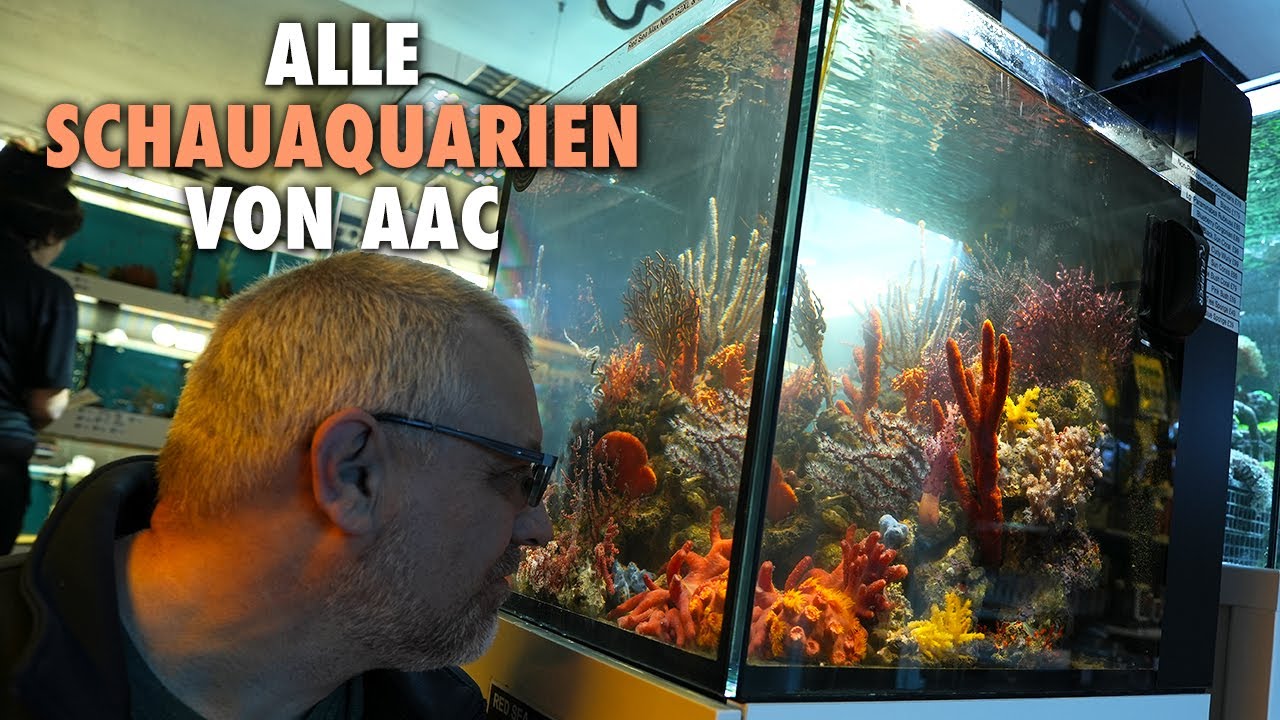 ALLE SCHAUAQUARIEN von AAC in London - Claude schaut rein!