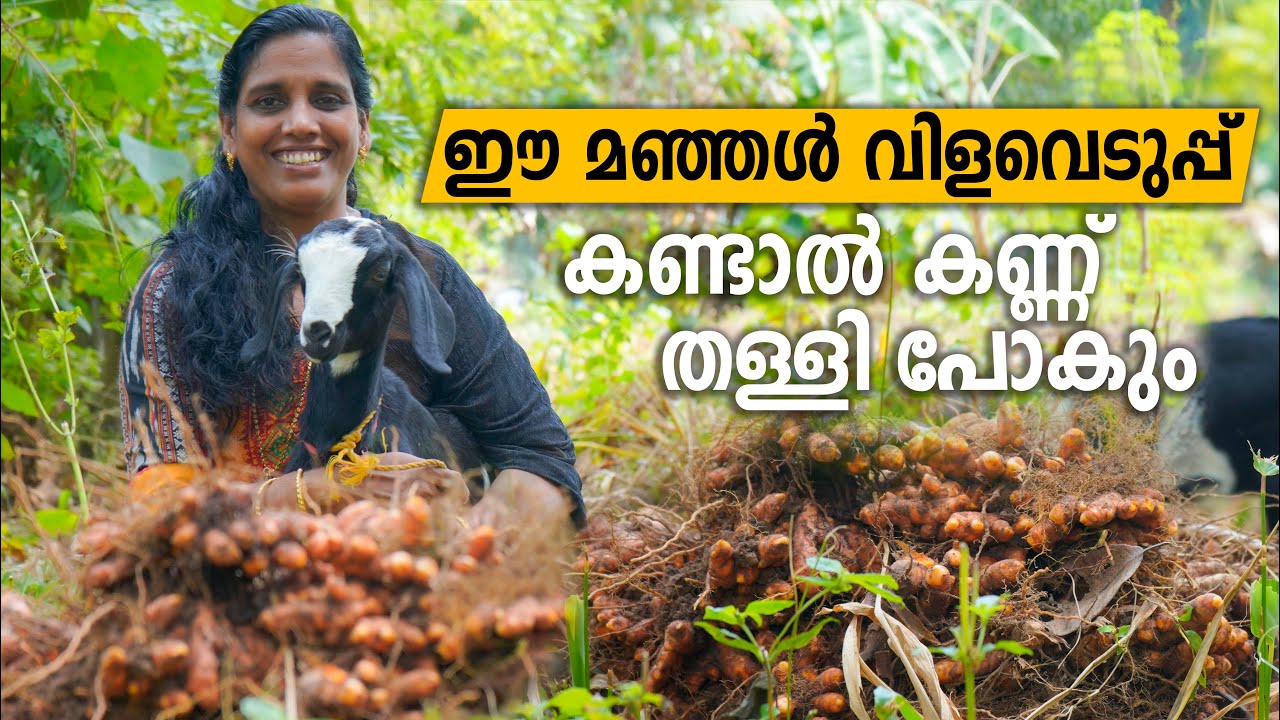 മഞ്ഞൾ കൃഷി വിളവെടുപ്പ് 100 മേനി | Manjal Vilaveduppu Malayalam Krishi