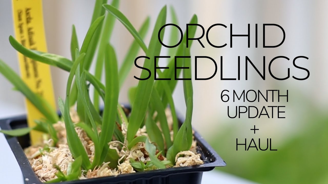 Orchid Seedlings: 6 Month Update and Orchid Flask Haul from Meyers Conservatory