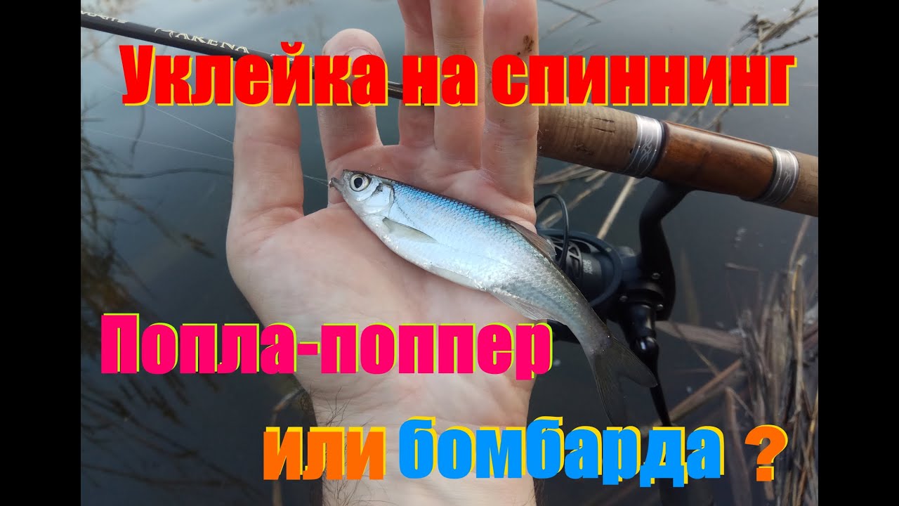 Уклейка на спиннинг. Попла-поппер или бомбарда?
