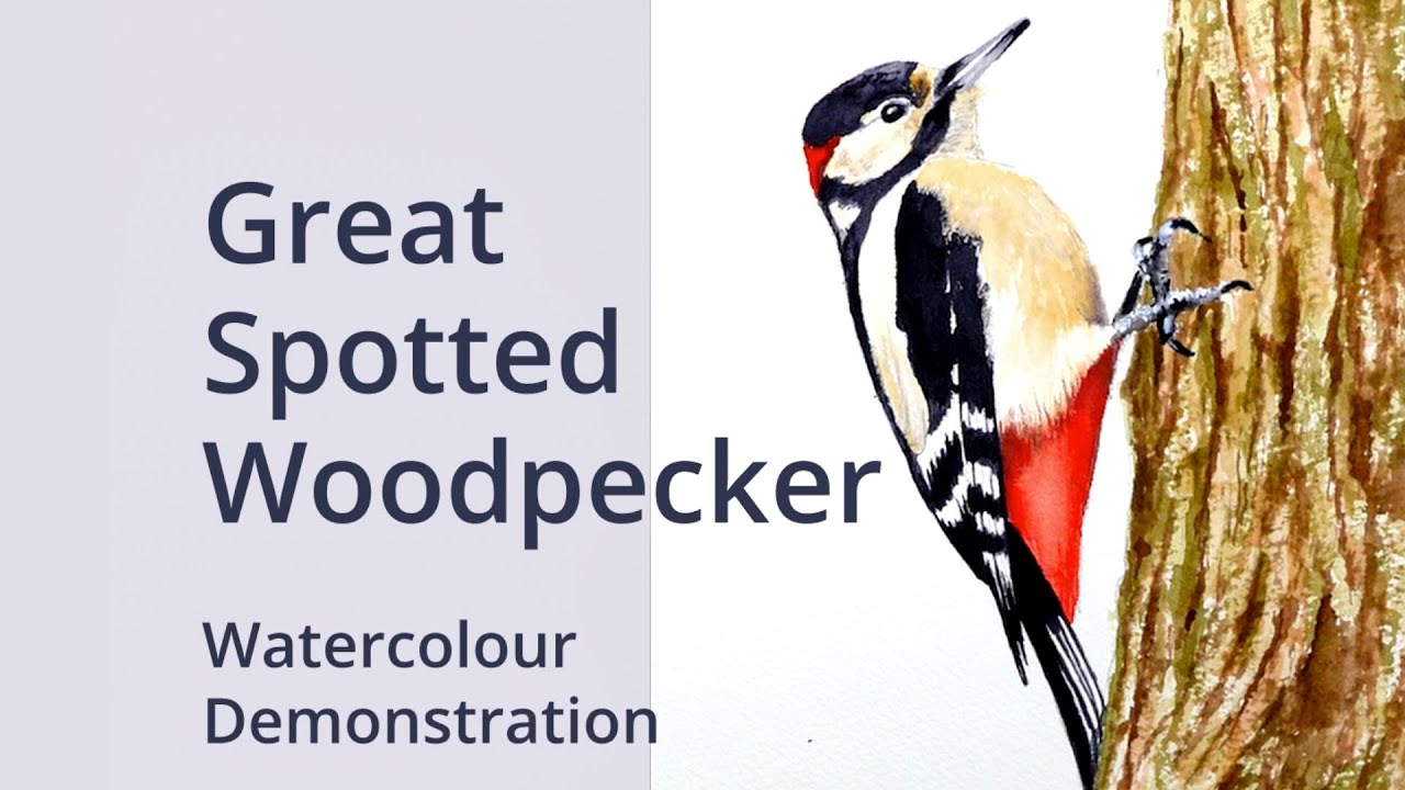 How to paint a Great Spotted Woodpecker - Watercolour painting demonstration