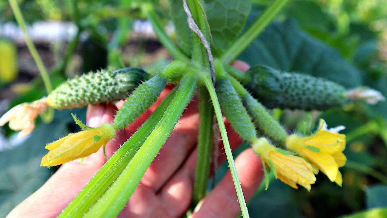 Пустоцвет на огурцах?Сделайте в июле это! После такого шока побеги усыпаны огурчиками и не скидывают