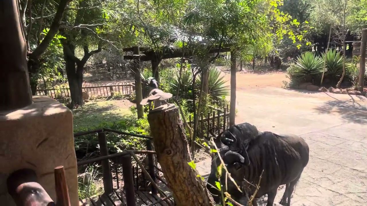 Bosveld Vakansies |Bushveld Holidays  