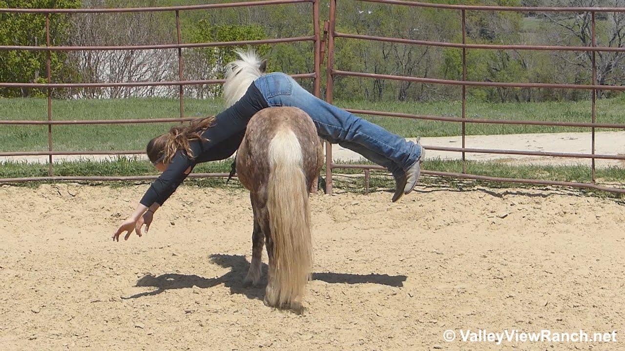 Frappuccino - riding in the round pen #2 - Valley View Ranch