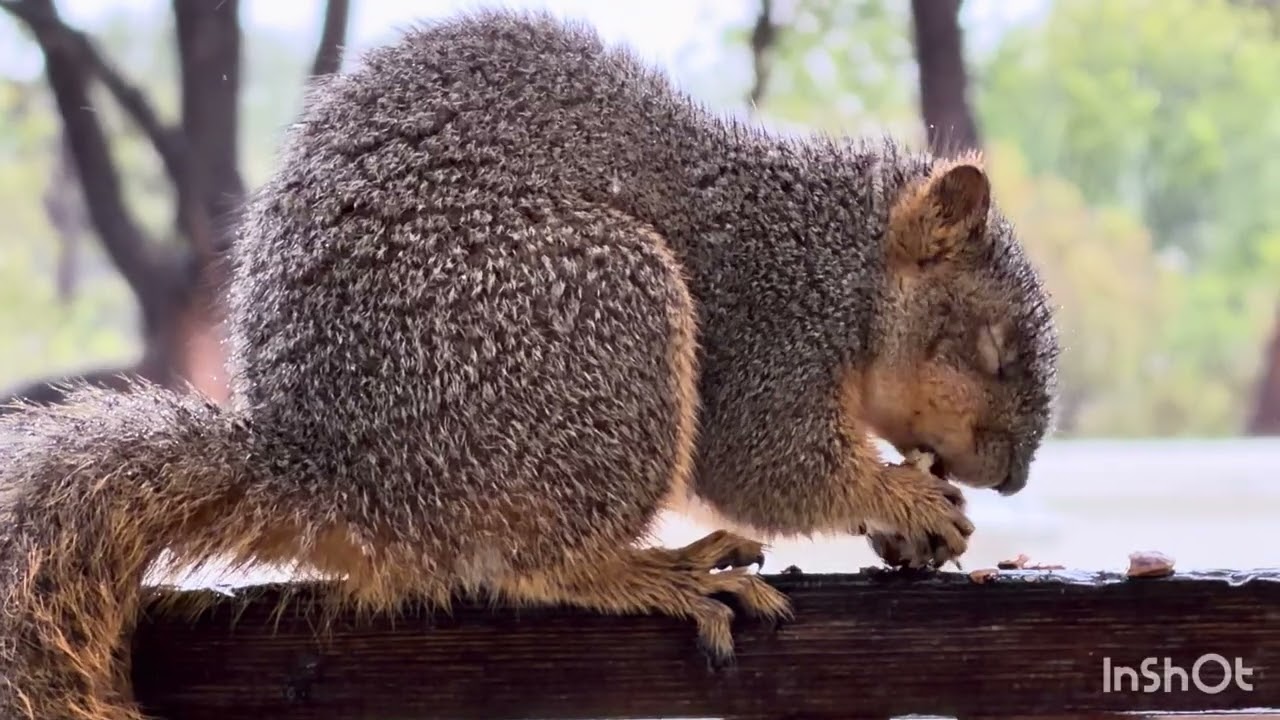 Squirrels Seek Shelter & Eat Pecans During Storm! 