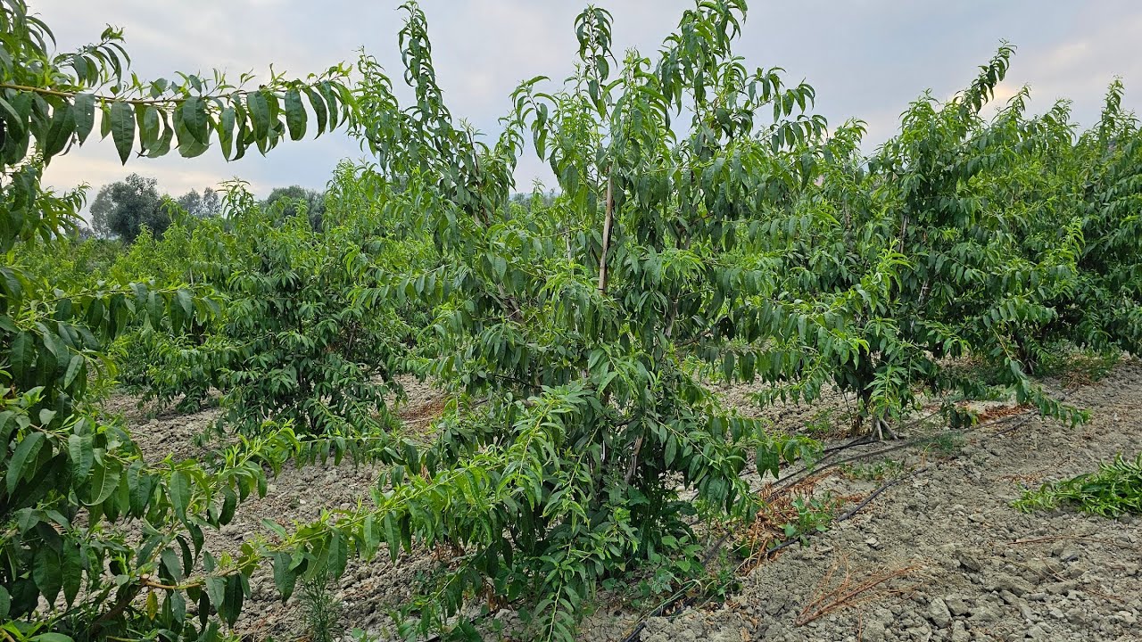 NEKTARİN AĞACINDA YEŞİL BUDAMA NASIL YAPILIR?💥💯NEKTARİN AĞACINDA YEŞİL BUDAMA PÜF NOKTALARI💥💯