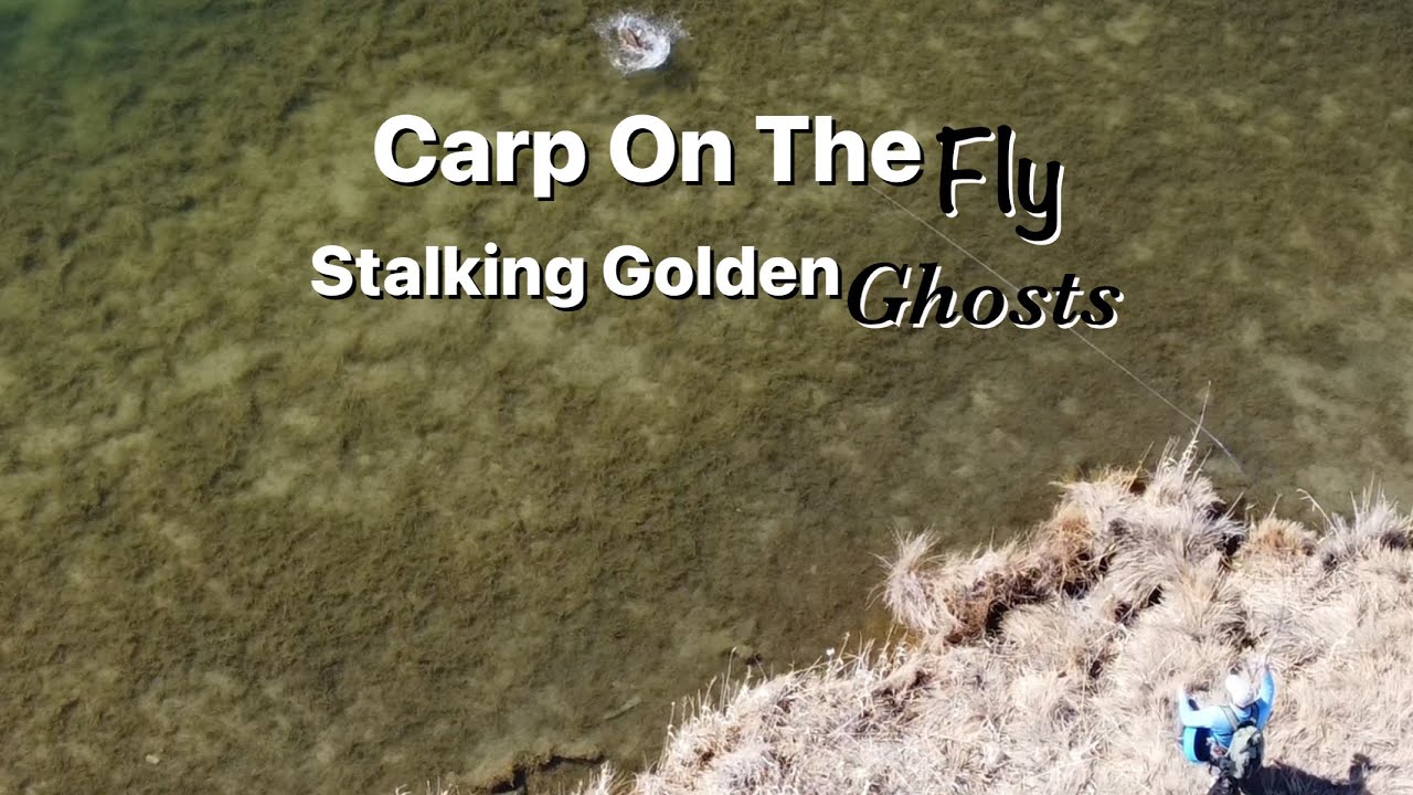 Carp On The Fly - Stalking Golden Ghosts
