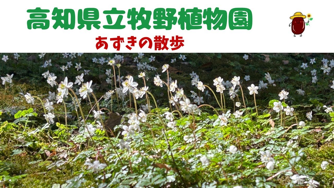 高知県立牧野植物園【あずきの散歩】シニアからの田舎移住