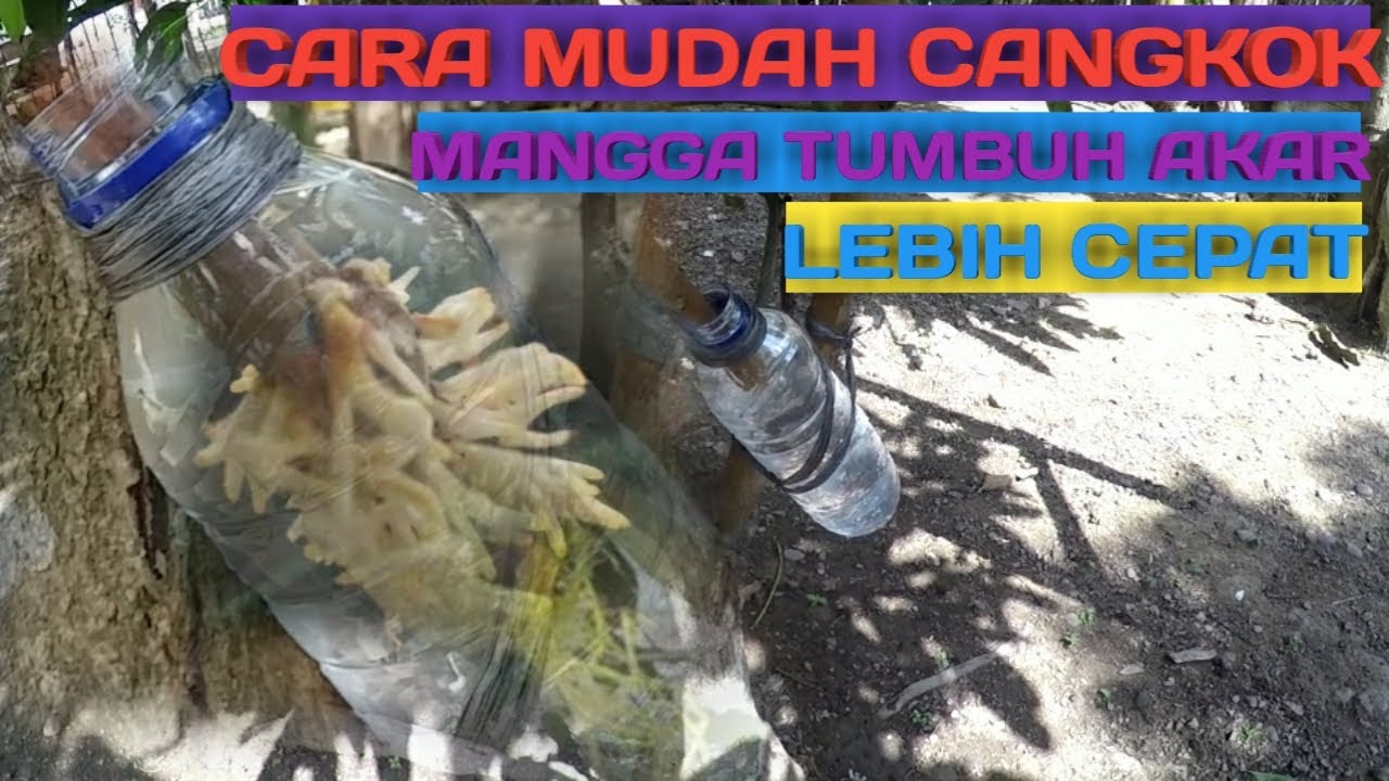 CARA MENCANGKOK MANGGA CEPAT TUMBUH AKAR