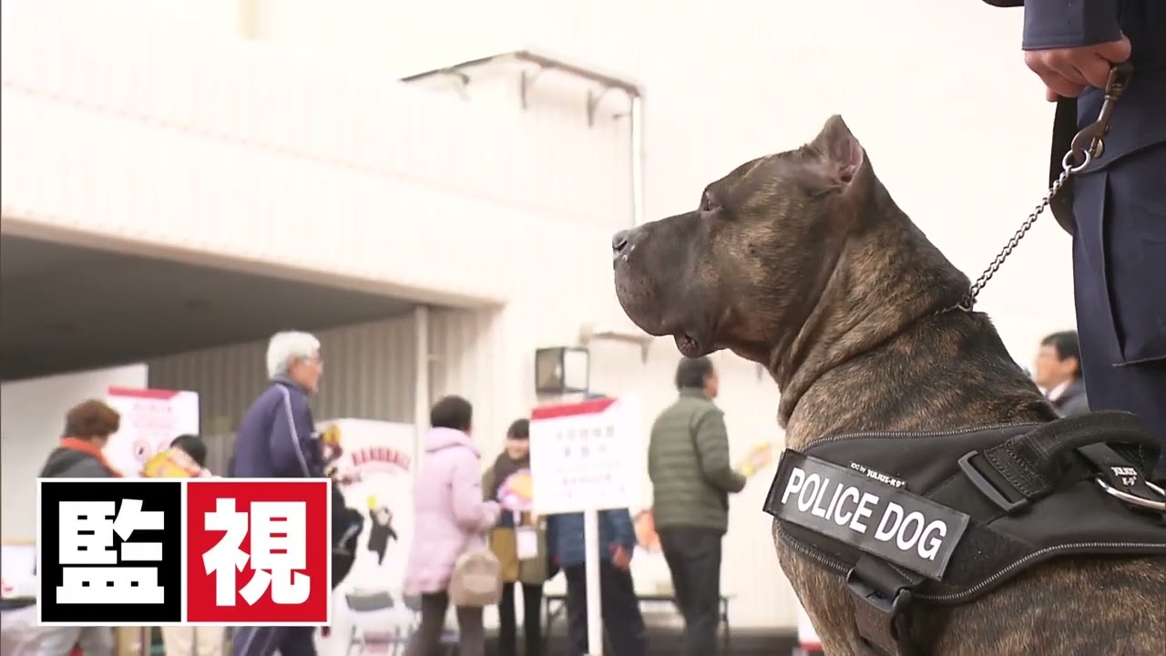 日本初のアメリカンピットブルテリアの警察犬★姉妹で熊本県警の嘱託警察犬として働いております！