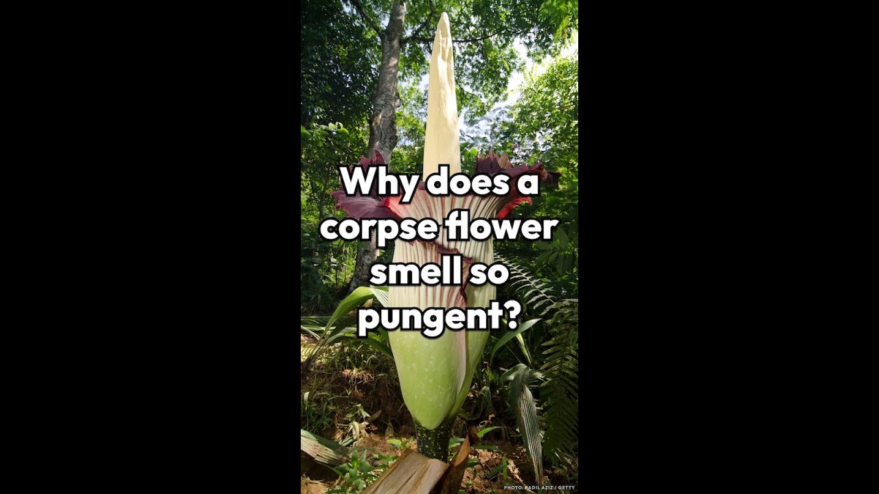 Dlaczego kwiat trupi ma tak ostry zapach?