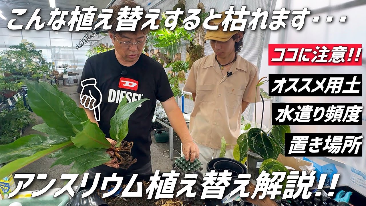 【観葉植物】アンスリウムは