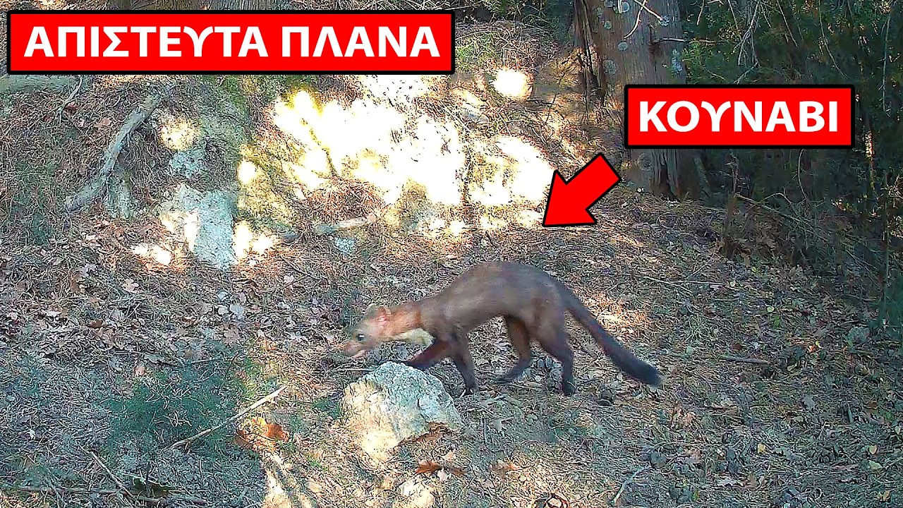 ΤΡΕΙΣ Μήνες στο Δάσος - Απίστευτα πλάνα απο Τσακάλια, Αγριογούρουνα, Λαγούς, Αλεπούδες