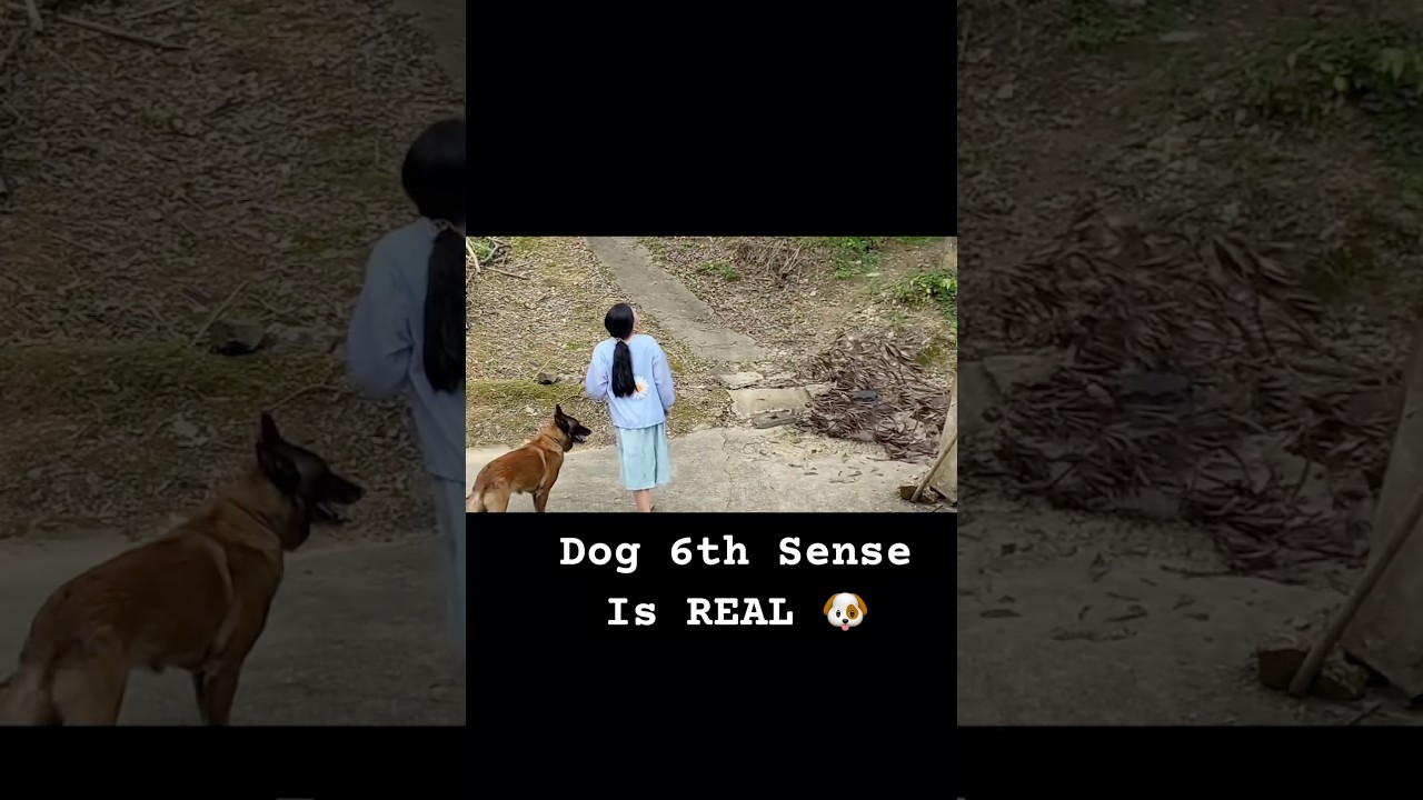 Dog Senses Danger 🤯 #dog #sixthsense #daily #animals #dogsandhumans #shorts