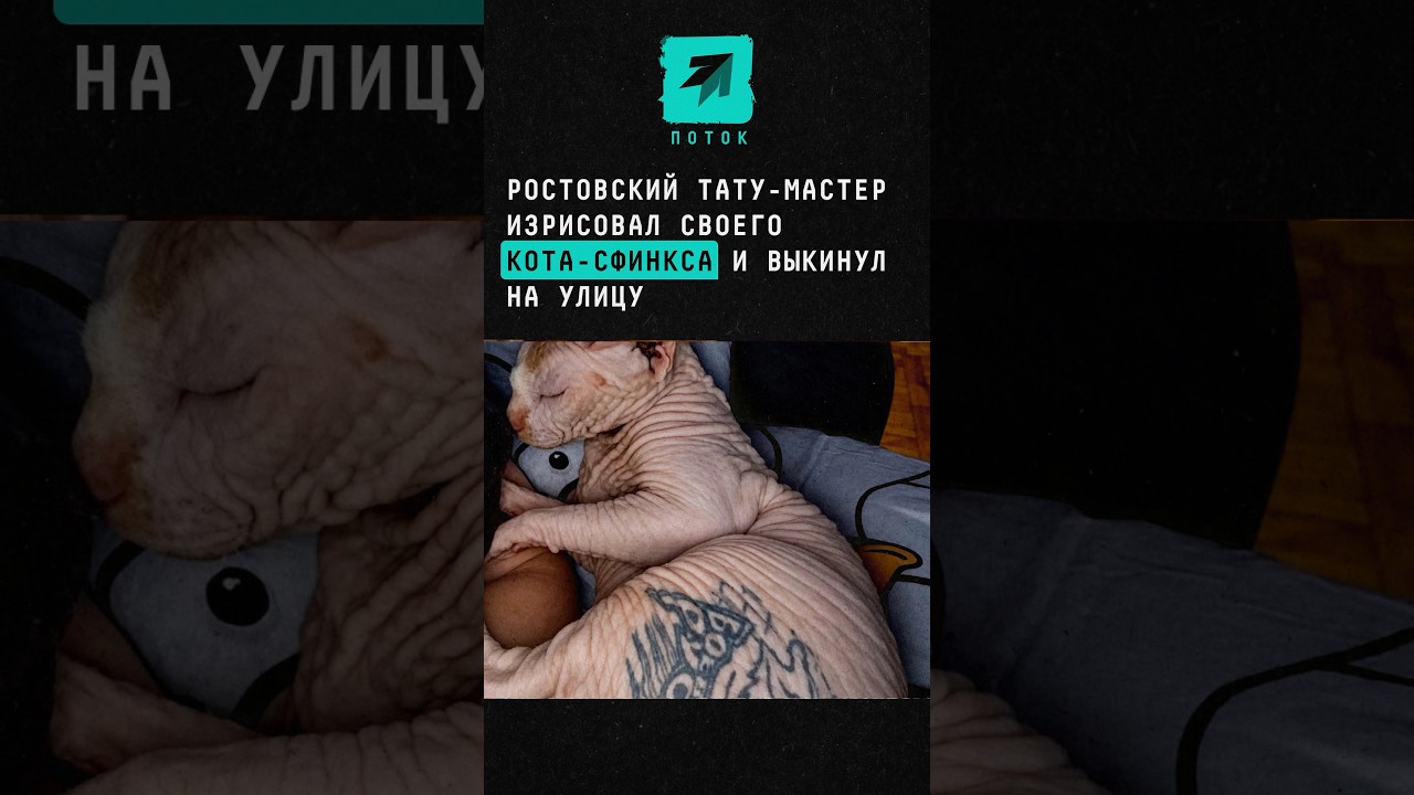 Ростовский тату-мастер изрисовал своего кота-сфинкса и выкинул на улицу#новости #поток #Ростов #тату