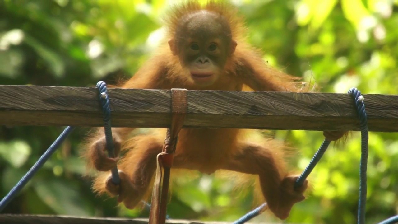 Orangutan Popi learning to climb