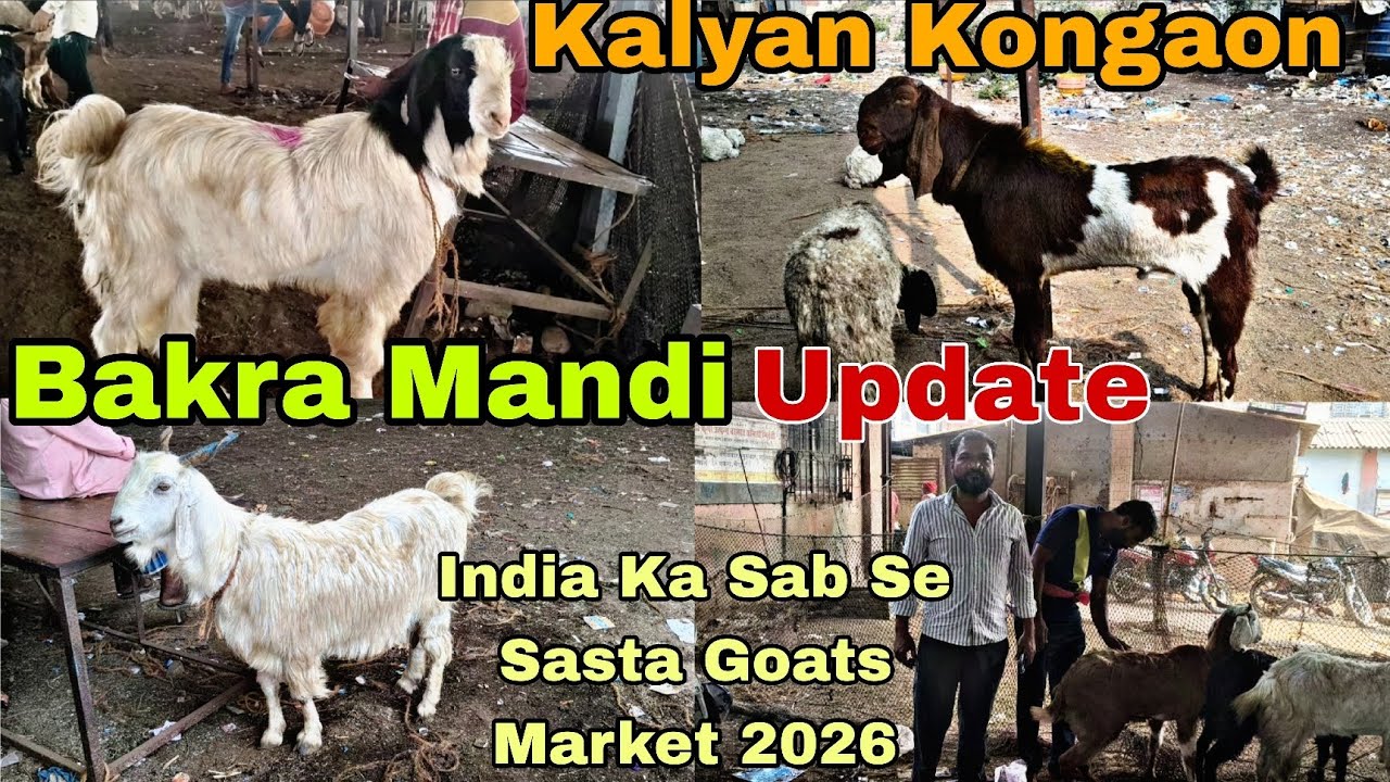 Kalyan Kongaon Bakra Mandi Update| India Ka Sab Se Sasta Goats Market 2026 #youtubevideo #viralvideo
