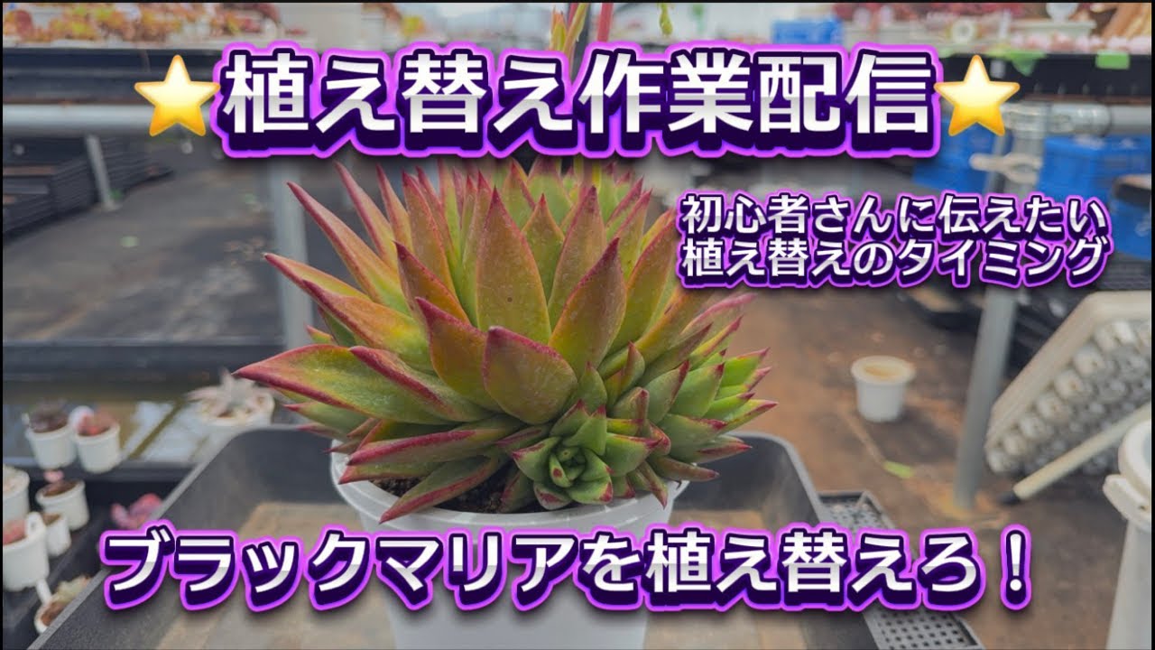 【植え替え作業配信】初心者さんに伝えたい💖植え替えのタイミング【ブラックマリア】を植え替えろ✊✨